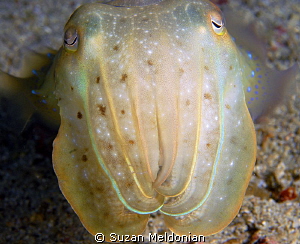 Juvenile Cuttle fish cutesy-face, shot with 10x + 105mm by Suzan Meldonian 
